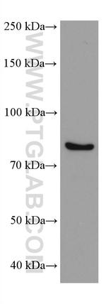 DDX4/VASA Antibody in Western Blot (WB)