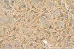 TROVE2 Antibody in Immunohistochemistry (Paraffin) (IHC (P))
