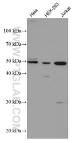 HDAC3 Antibody in Western Blot (WB)