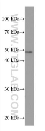 HDAC3 Antibody in Western Blot (WB)