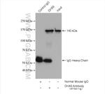 DHX9 Antibody in Immunoprecipitation (IP)