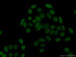 SUMO2/3 Antibody in Immunocytochemistry (ICC/IF)
