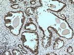 SUMO2/3 Antibody in Immunohistochemistry (Paraffin) (IHC (P))
