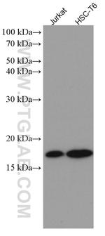 SUMO2/3 Antibody in Western Blot (WB)