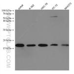 SUMO2/3 Antibody in Western Blot (WB)