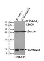SUMO2/3 Antibody in Western Blot (WB)