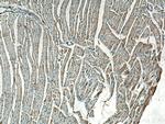 COQ6 Antibody in Immunohistochemistry (Paraffin) (IHC (P))