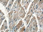 COQ6 Antibody in Immunohistochemistry (Paraffin) (IHC (P))