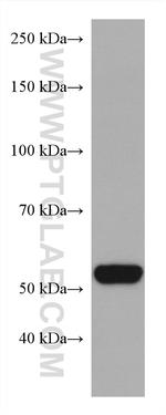 COQ6 Antibody in Western Blot (WB)