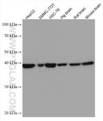 DRG2 Antibody in Western Blot (WB)