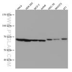 GNL3 Antibody in Western Blot (WB)
