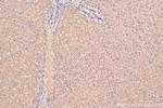FBXO32 Antibody in Immunohistochemistry (Paraffin) (IHC (P))