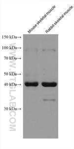 FBXO32 Antibody in Western Blot (WB)
