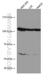 HSPA4 Antibody in Western Blot (WB)