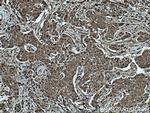 CUL2 Antibody in Immunohistochemistry (Paraffin) (IHC (P))