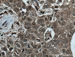 CUL2 Antibody in Immunohistochemistry (Paraffin) (IHC (P))