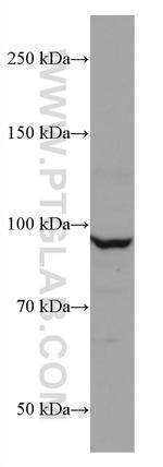 CUL2 Antibody in Western Blot (WB)