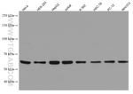 DMAP1 Antibody in Western Blot (WB)