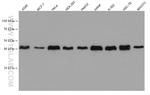 DNAJA1 Antibody in Western Blot (WB)