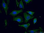 KIF20A Antibody in Immunocytochemistry (ICC/IF)