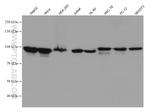 KIF20A Antibody in Western Blot (WB)