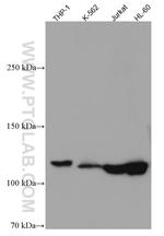 UNC13D Antibody in Western Blot (WB)