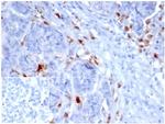 SREBP1 (Transcription Factor) Monoclonal Antibody (SREBP1/1578)