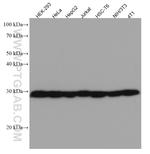 TMEM111 Antibody in Western Blot (WB)