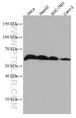 IFIT3 Antibody in Western Blot (WB)