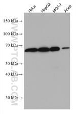 DTX2 Antibody in Western Blot (WB)