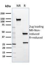 SREBP2 (Transcription Factor) Antibody in SDS-PAGE (SDS-PAGE)