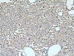 WNT10B Antibody in Immunohistochemistry (Paraffin) (IHC (P))
