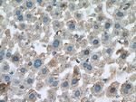 WNT10B Antibody in Immunohistochemistry (Paraffin) (IHC (P))