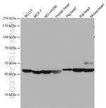 WNT10B Antibody in Western Blot (WB)