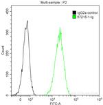 BCAR1 Antibody in Flow Cytometry (Flow)