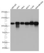 BCAR1 Antibody in Western Blot (WB)