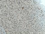 VAMP4 Antibody in Immunohistochemistry (Paraffin) (IHC (P))
