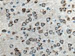 VAMP4 Antibody in Immunohistochemistry (Paraffin) (IHC (P))