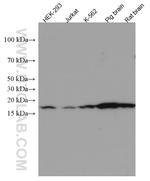 VAMP4 Antibody in Western Blot (WB)
