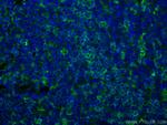 LAIR1 Antibody in Immunohistochemistry (Paraffin) (IHC (P))