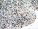 LAIR1 Antibody in Immunohistochemistry (Paraffin) (IHC (P))