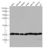 RPL17 Antibody in Western Blot (WB)