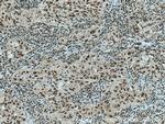 CDC27/APC3 Antibody in Immunohistochemistry (Paraffin) (IHC (P))