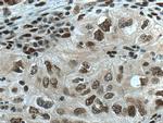 CDC27/APC3 Antibody in Immunohistochemistry (Paraffin) (IHC (P))