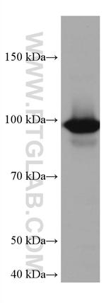 CDC27/APC3 Antibody in Western Blot (WB)