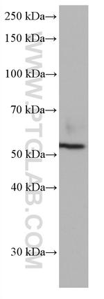 CD300A Antibody in Western Blot (WB)