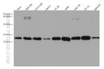 TMEM230 Antibody in Western Blot (WB)
