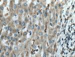 FUCA1 Antibody in Immunohistochemistry (Paraffin) (IHC (P))