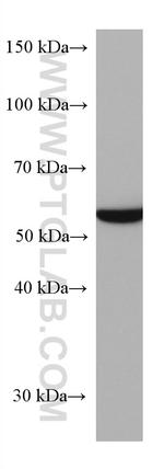 FUCA1 Antibody in Western Blot (WB)