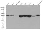 NANOG Antibody in Western Blot (WB)